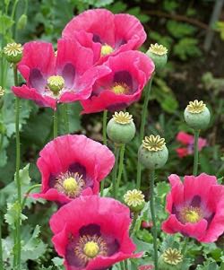 Oriental Poppy oriental poppy