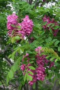 Purple Robe Locust purple robe locust