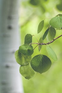 Quaking Aspen quaking aspen