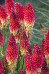 Red Hot Poker red hot poker