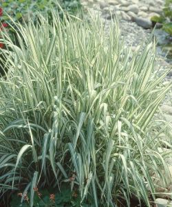 Ribbon Grass ribbon grass