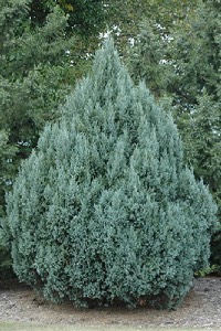 Rocky Mountain Juniper rocky mountain juniper