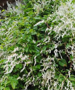 Silver Lace Vine silver lace vine