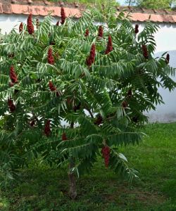 Smooth Sumac smooth sumac