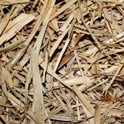Sugar Cane Mulch sugar cane mulch
