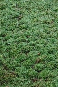 Elfin Thyme elfin thyme
