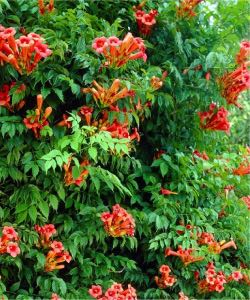 Trumpet Vine trumpet vine
