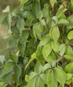 Virginia Creeper virginia creeper