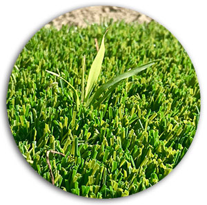 Weed Removal weed removal