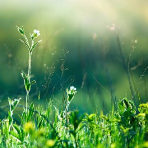 weeds in artificial grass