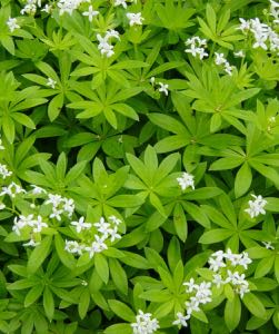 Sweet Woodruff sweet woodruff