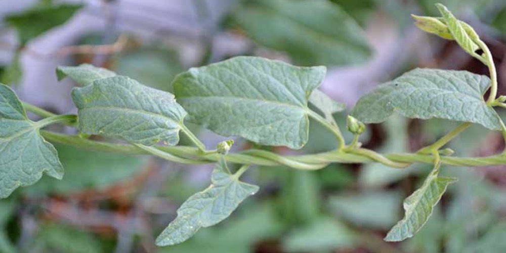 bindweed